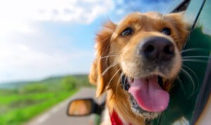 Pet friendly rental property lifestyle illustration